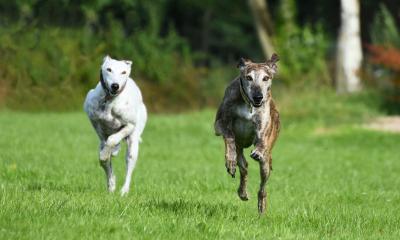 Brighton Greyhound Rennen