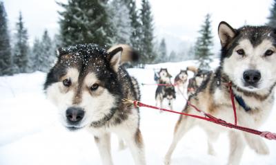 Teambuilding Snowfun