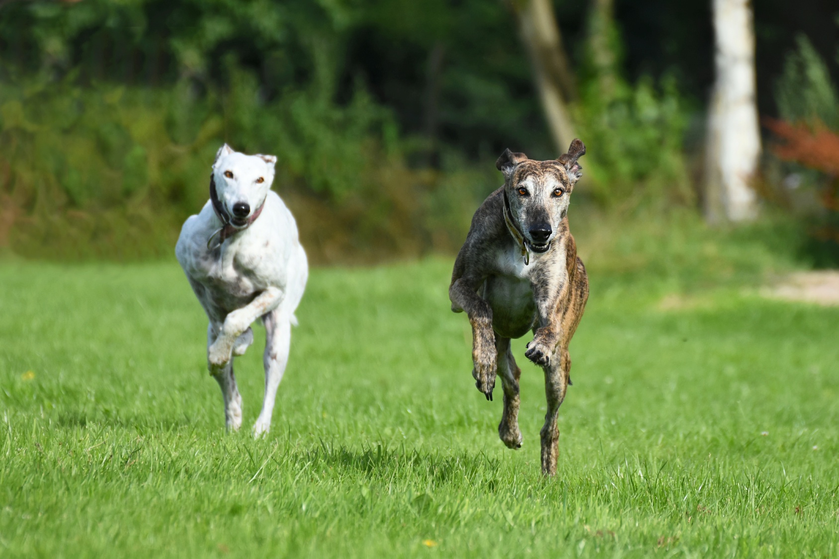 Brighton Greyhound Rennen